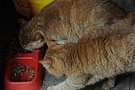 Cats-5-14-09-119-DDeRosaPhotos.jpg