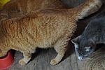 Cats-5-14-09-121-DDeRosaPhotos.jpg