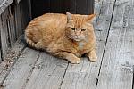 Cats-5-17-09-01-DDeRosaPhoto.jpg