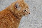 Cats-Property-4-4-09-74-DDeRosaPhoto.jpg