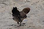 Chickens-4-4-09-36-DDeRosaPhoto.jpg