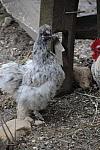 Chickens-4-4-09-60-DDeRosaPhoto.jpg