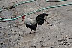 Rooster-4-4-09-35-DDeRosaPhoto.jpg