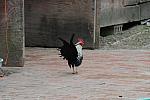 Rooster-4-4-09-37-DDeRosaPhoto.jpg