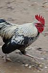 Rooster-4-4-09-42-DDeRosaPhoto.jpg