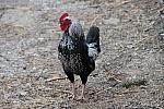 Rooster-4-4-09-58-DDeRosaPhoto.jpg