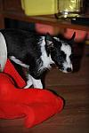 Dogs-12-20-09-46-DDeRosaPhoto.jpg