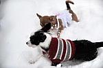 Dogs-12-20-09-62-DDeRosaPhoto.jpg