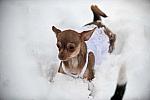 Dogs-12-20-09-64-DDeRosaPhoto.jpg