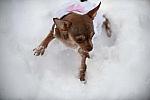 Dogs-12-20-09-65-DDeRosaPhoto.jpg