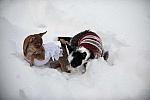 Dogs-12-20-09-76-DDeRosaPhoto.jpg