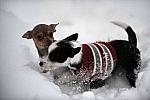 Dogs-12-20-09-78-DDeRosaPhoto.jpg