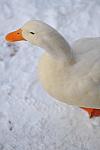Ducks-12-20-09-10-DDeRosaPhoto.jpg