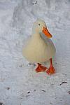 Ducks-12-20-09-11-DDeRosaPhoto.jpg