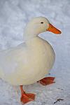 Ducks-12-20-09-12-DDeRosaPhoto.jpg