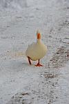 Ducks-12-20-09-17-DDeRosaPhoto.jpg
