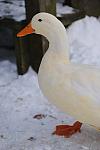 Ducks-12-20-09-18-DDeRosaPhoto.jpg