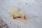 Ducks-12-20-09-25-DDeRosaPhoto.jpg