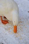 Ducks-12-20-09-27-DDeRosaPhoto.jpg