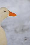 Ducks-12-20-09-30-DDeRosaPhoto.jpg