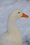 Ducks-12-20-09-31-DDeRosaPhoto.jpg