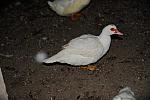Ducks-12-20-09-94-DDeRosaPhoto.jpg
