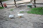 Ducks-5-14-09-025-DDeRosaPhotos.jpg