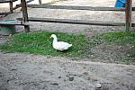 Ducks-5-14-09-026-DDeRosaPhotos.jpg