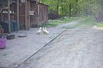 Ducks-5-14-09-044-DDeRosaPhotos.jpg
