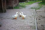 Ducks-5-14-09-049-DDeRosaPhotos.jpg