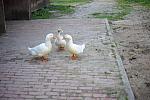 Ducks-5-14-09-050-DDeRosaPhotos.jpg