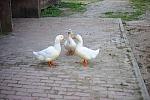 Ducks-5-14-09-051-DDeRosaPhotos.jpg