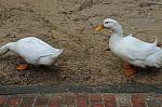 Ducks-5-14-09-108-DDeRosaPhotos.jpg
