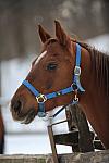 Horses-12-20-09-21-DDeRosaPhoto.jpg