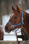 Horses-12-20-09-22-DDeRosaPhoto.jpg