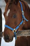 Horses-12-20-09-23-DDeRosaPhoto.jpg