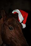 Horses-12-20-09-84-DDeRosaPhoto.jpg
