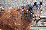 Horses-4-4-09-22-DDeRosaPhoto.jpg