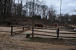 Horses-4-4-09-28-DDeRosaPhoto.jpg