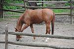 Horses-5-14-09-065-DDeRosaPhotos.jpg