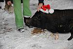 Pig-12-20-09-101-DDeRosaPhoto.jpg