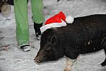 Pig-12-20-09-102-DDeRosaPhoto.jpg