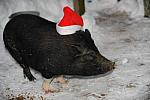 Pig-12-20-09-106-DDeRosaPhoto.jpg