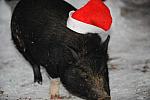 Pig-12-20-09-107-DDeRosaPhoto.jpg