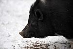 Pig-12-20-09-112-DDeRosaPhoto.jpg