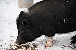 Pig-12-20-09-114-DDeRosaPhoto.jpg