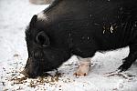 Pig-12-20-09-115-DDeRosaPhoto.jpg