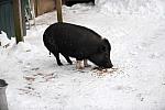 Pig-12-20-09-116-DDeRosaPhoto.jpg