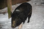 Pig-12-20-09-98-DDeRosaPhoto.jpg