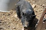 Pig-5-5-09-10-DDeRosaPhoto.jpg